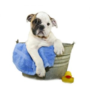 Bull Dog Bath EXOFILO3 500x500 1 300x300 1