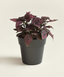 Hypoestes phyllostachya red