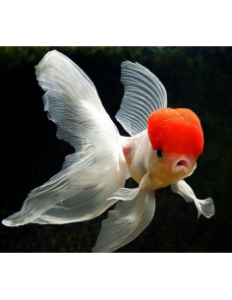 2 oranda red cup 5 6cm