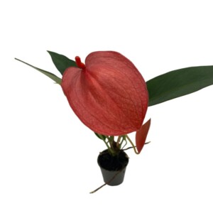 Anthurium red