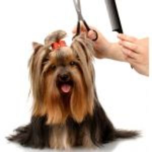 syndees pet grooming 300x300