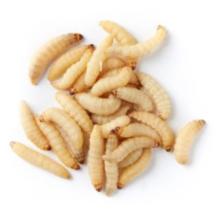 waxworms 85106